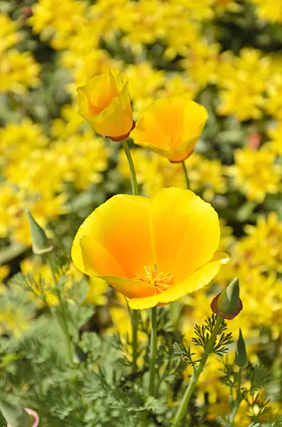 508182 - Californian poppy (Eschscholzia californica)