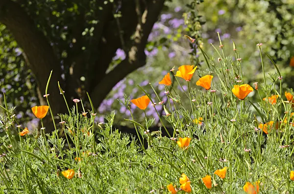 508416 - Californian poppy (Eschscholzia californica)