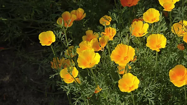 510033 - Californian poppy (Eschscholzia californica)