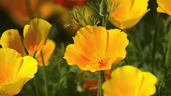 510034 - Californian poppy (Eschscholzia californica)