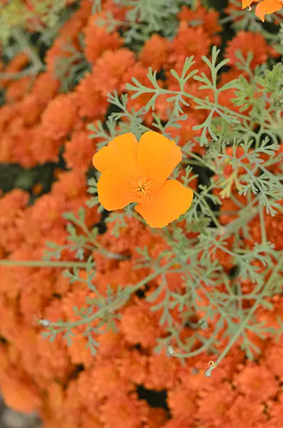 537007 - Californian poppy (Eschscholzia californica)