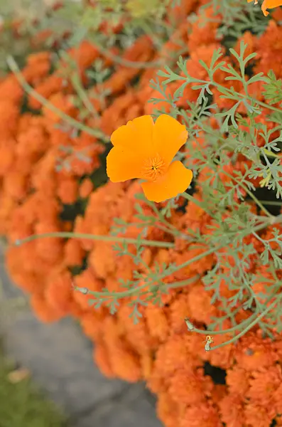 537008 - Californian poppy (Eschscholzia californica)