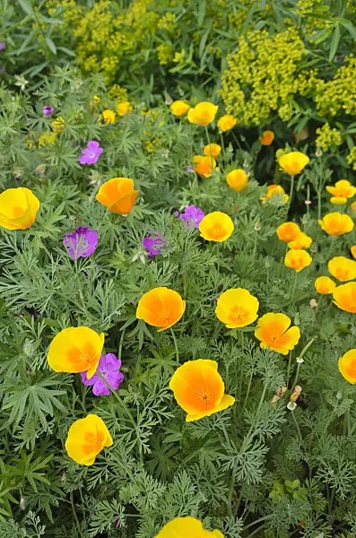 508536 - Californian poppy (Eschscholzia californica) and cranesbill (Geranium)