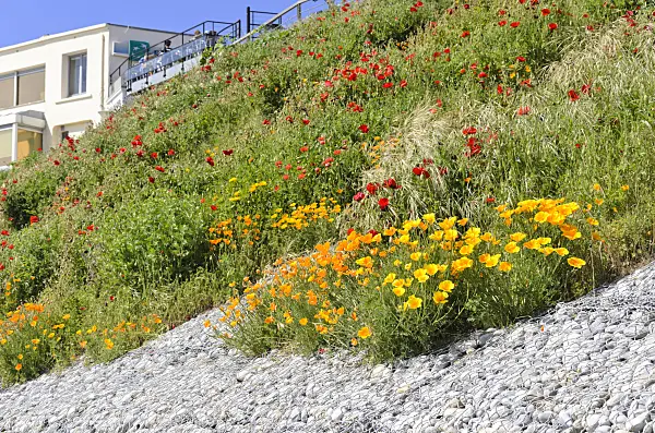 533241 - Californian poppy (Eschscholzia californica) and ladybird poppy (Papaver commutatum)