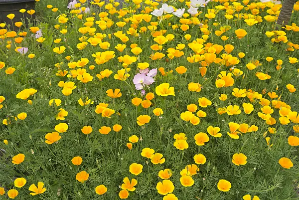 558296 - Californian poppy (Eschscholzia californica) and pink evening primrose (Oenothera speciosa)