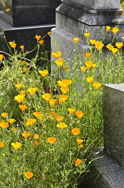 521411 - Californian poppy (Eschscholzia californica) between tombstones