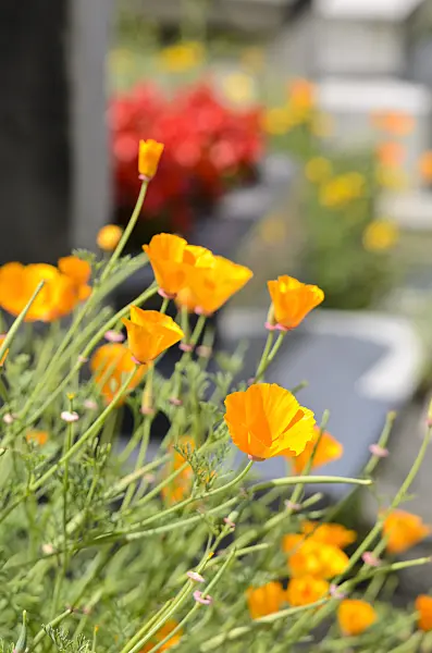 521416 - Californian poppy (Eschscholzia californica) between tombstones