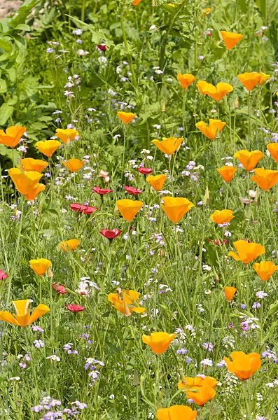 521385 - Californian poppy (Eschscholzia californica), common corn cockle (Agrostemma githago) and red flax (Linum grandiflorum 'Rubrum')