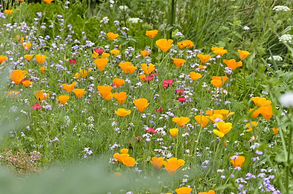521386 - Californian poppy (Eschscholzia californica), common corn cockle (Agrostemma githago) and red flax (Linum grandiflorum 'Rubrum')