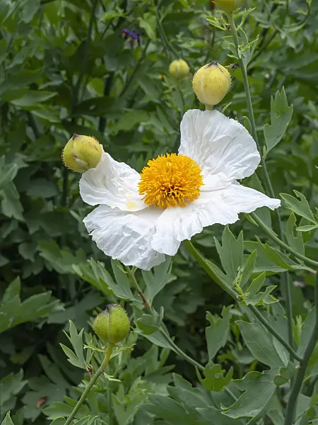 450016 - Californian tree poppy (Romneya coulteri)