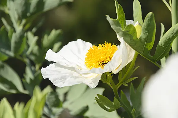 500103 - Californian tree poppy (Romneya coulteri)