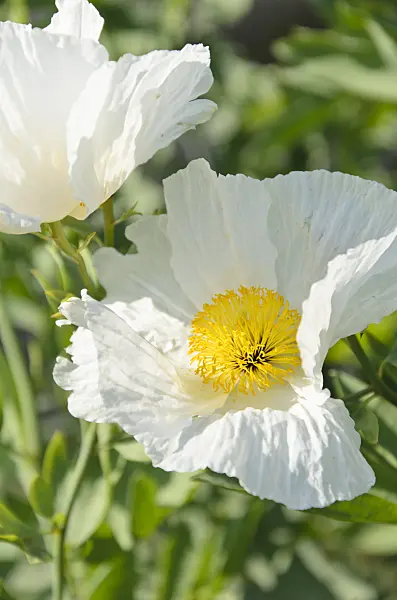 500104 - Californian tree poppy (Romneya coulteri)
