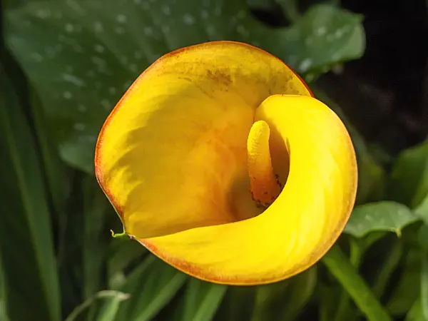 460141 - Calla (Zantedeschia)