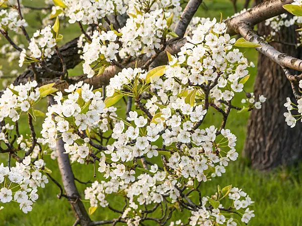 448001 - Callery pear (Pyrus calleryana)