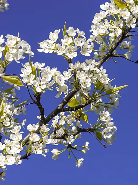 448004 - Callery pear (Pyrus calleryana)