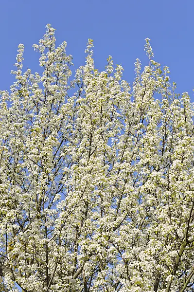 483276 - Callery pear (Pyrus calleryana)