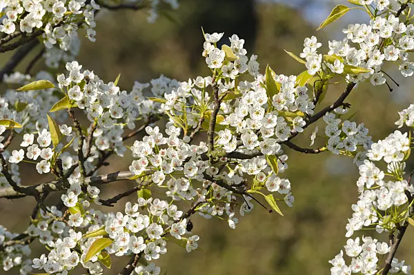 483277 - Callery pear (Pyrus calleryana)