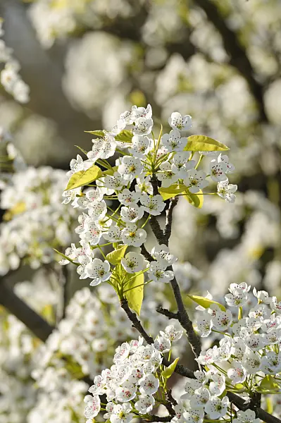 483278 - Callery pear (Pyrus calleryana)