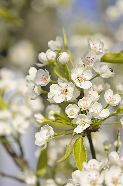 543038 - Callery pear (Pyrus calleryana)