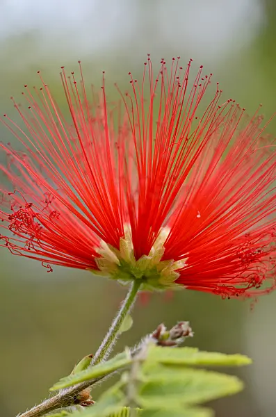 572002 - Calliandra tweedii