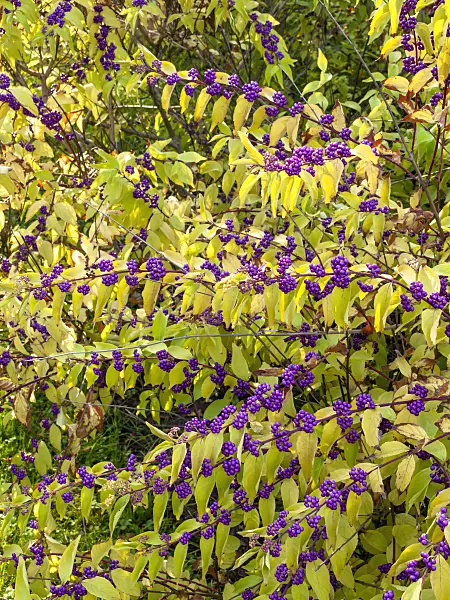 442110 - Callicarpe (Callicarpa dichotoma)