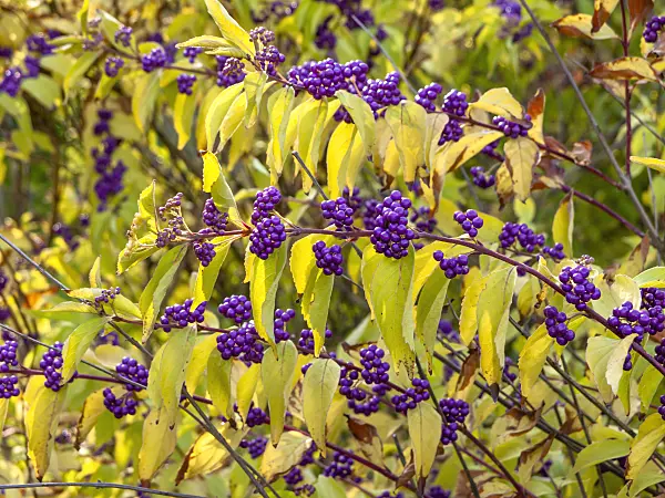 442111 - Callicarpe (Callicarpa dichotoma)