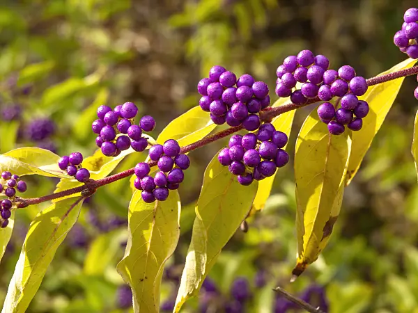 442121 - Callicarpe (Callicarpa dichotoma)