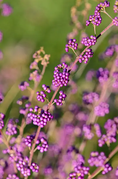 525457 - Callicarpe (Callicarpa dichotoma)