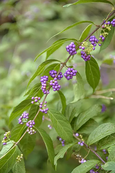 575036 - Callicarpe (Callicarpa dichotoma)
