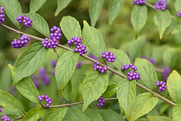 575038 - Callicarpe (Callicarpa dichotoma)