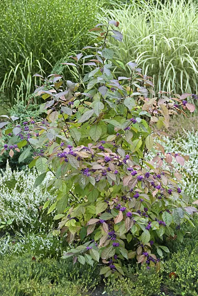502127 - Callicarpe de Bodinier (Callicarpa bodinieri 'Profusion')