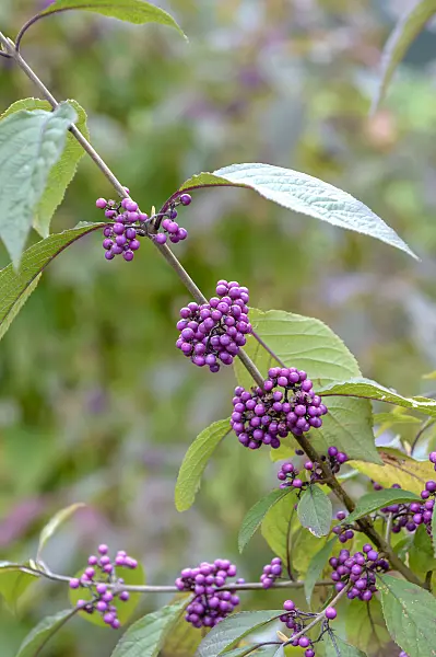 593042 - Callicarpe de Bodinier (Callicarpa bodinieri 'Profusion')