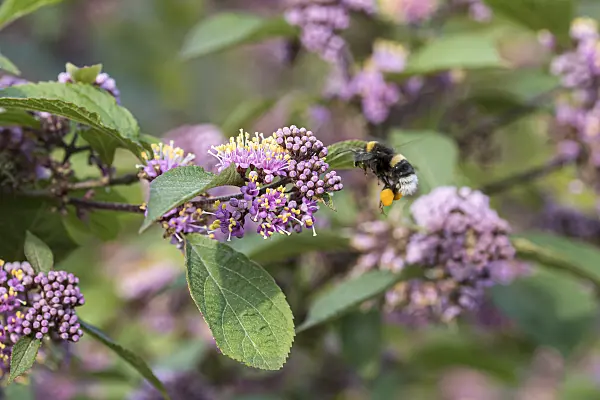 651131 - Callicarpe de Bodinier (Callicarpa bodinieri 'Profusion')