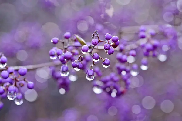 479013 - Callicarpe du Japon (Callicarpa japonica)