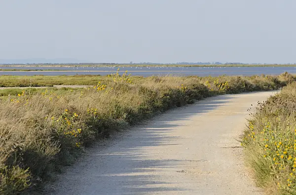 557276 - Camargue, France