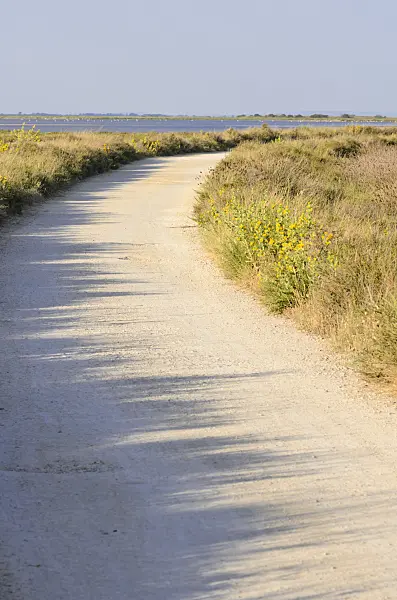 557278 - Camargue, France