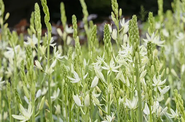 520483 - Camassia leichtlinii 'Alba'