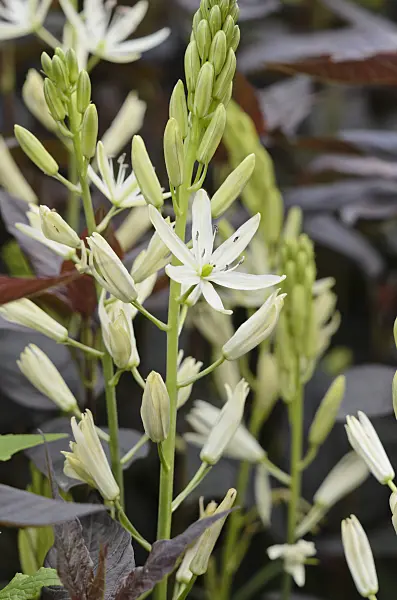 520484 - Camassia leichtlinii 'Alba'