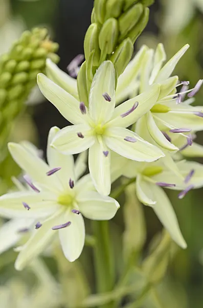 533395 - Camassia leichtlinii 'Alba'