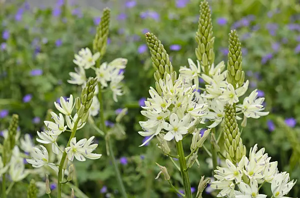 533396 - Camassia leichtlinii 'Alba'
