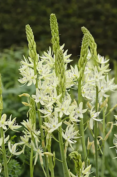 533397 - Camassia leichtlinii 'Alba'