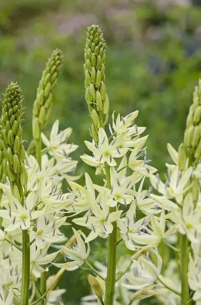 533398 - Camassia leichtlinii 'Alba'