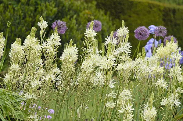 533544 - Camassia leichtlinii 'Alba'