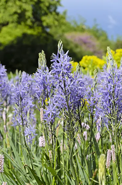 508076 - Camassia leichtlinii 'Caerulea'