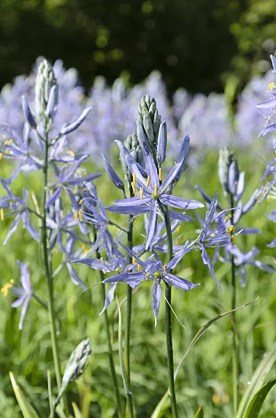 508087 - Camassia leichtlinii 'Caerulea'