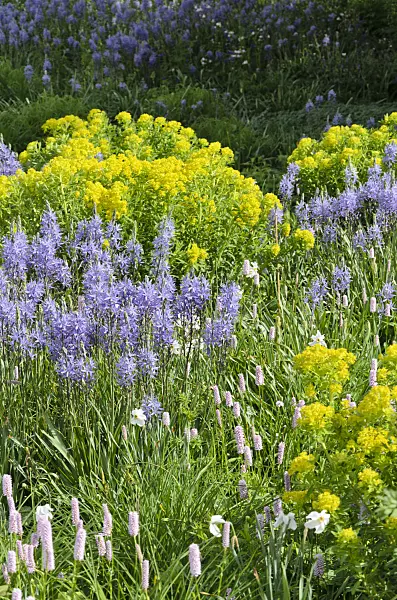 508079 - Camassia leichtlinii 'Caerulea', adderwort (Bistorta officinalis syn. Polygonum bistorta) and marsh spurge (Euphorbia palustris)