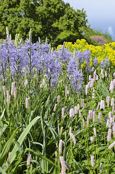 508077 - Camassia leichtlinii 'Caerulea' and adderwort (Bistorta officinalis syn. Polygonum bistorta)