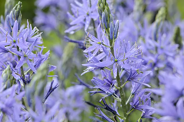 520133 - Camassie (Camassia leichtlinii)