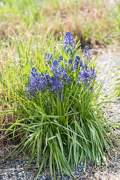 664061 - Camassie (Camassia quamash)