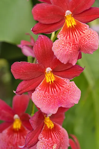477067 - Cambria